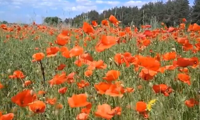 Мак. Фото: скриншот YouTube-видео