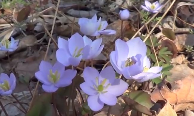 Погода на 10 марта 2020 года