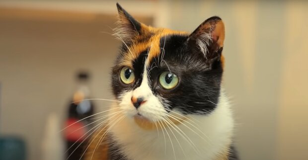 Кошка. Фото: YouTube