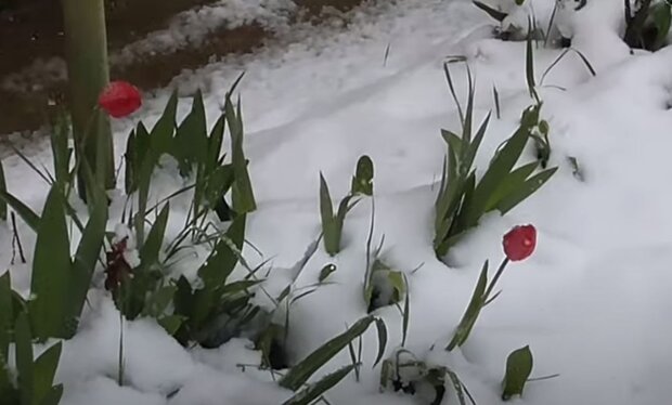 Сніг навесні. Фото: скріншот YouTube-відео