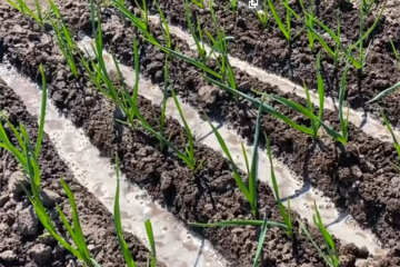 Часник. Фото: youtube.com