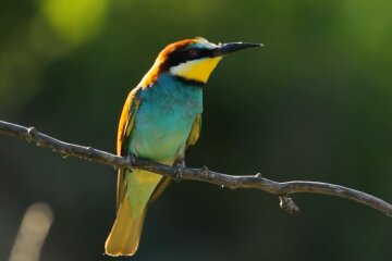 Птица.  Фото: скриншот YouTube-видео