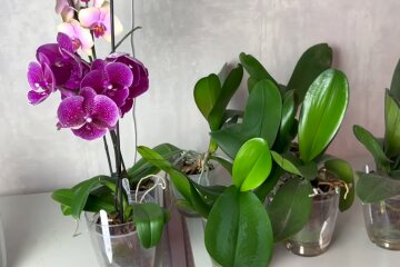 Орхидея. Фото: YouTube