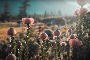 Природа. Фото: YouTube, скрін