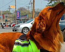 Пес спас жизнь хозяину, фото: скриншот с youtube