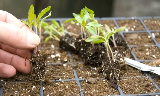 Рассада. Фото: YouTube