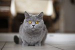 Эти семь фактов о кошках помогут вырастить хорошего домашнего питомца
