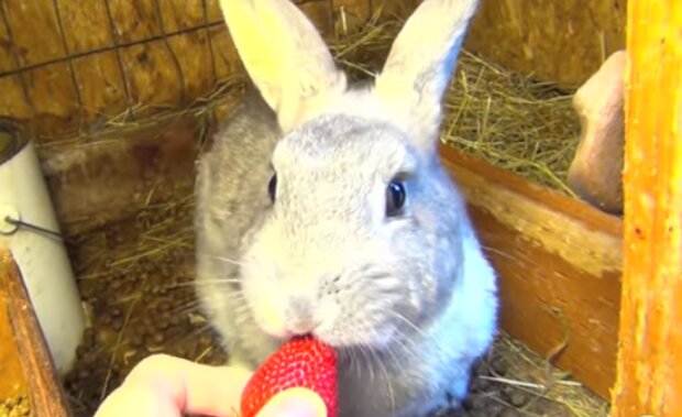 Сеть покорило видео с кроликом, поедающим клубнику. Фото: скриншот YouTube