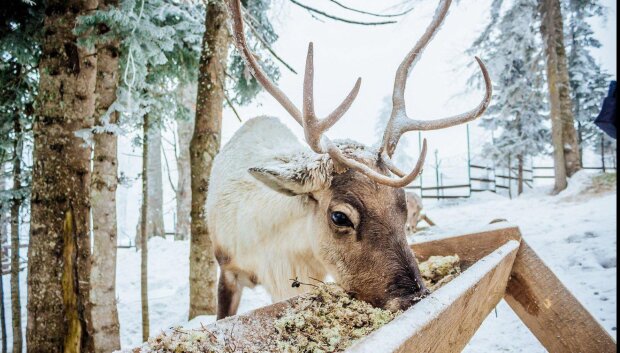 Овен зважиться на крок, Скорпіон поставить крапку, Риби отримають відповідь: гороскоп на 19 лютого 2026 року