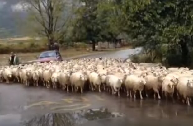 Стадо овец. Фото: скриншот YouTube