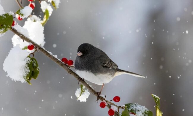 Погода в Україні, похолодання на весні, дощі, мороз. Фото: Telegram