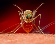 Как избавиться от укуса комаров