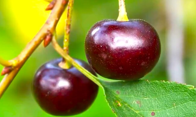 Вишня. Фото: YouTube