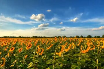 Город. Фото: YouTube