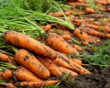 Овощи на рынке: цены выросли на 25% за неделю в мае 2026