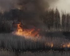 Пожар в Чернобыльской зоне. Фото: youtube