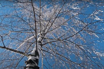 Природа. Фото: YouTube, скрін