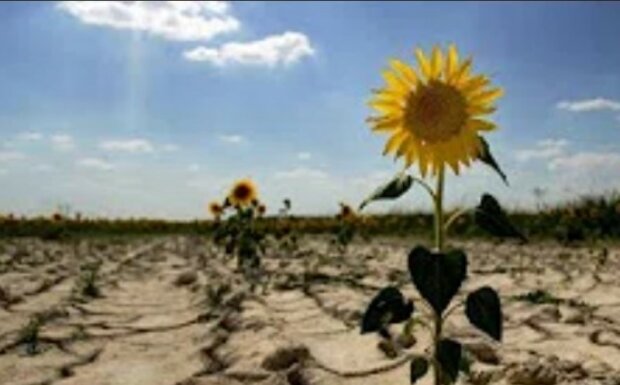 Планете грозит засуха. Фото: скриншот Youtube