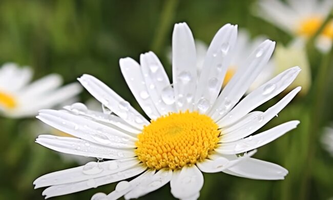 Ромашка. Фото: скріншот Youtube-відео.