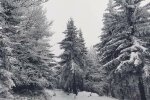 Заснеженный лес. Фото: СТЕНА