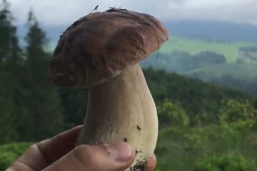 Грибники похвастались первыми "уловами". Фото: скрин Facebook