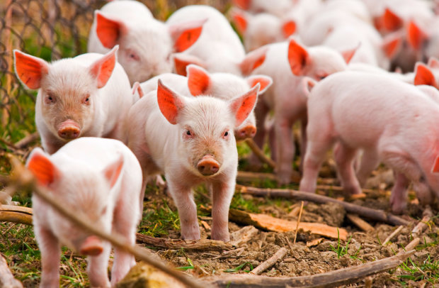В Украине бьют тревогу из-за чумы свиней. Останемся без мяса