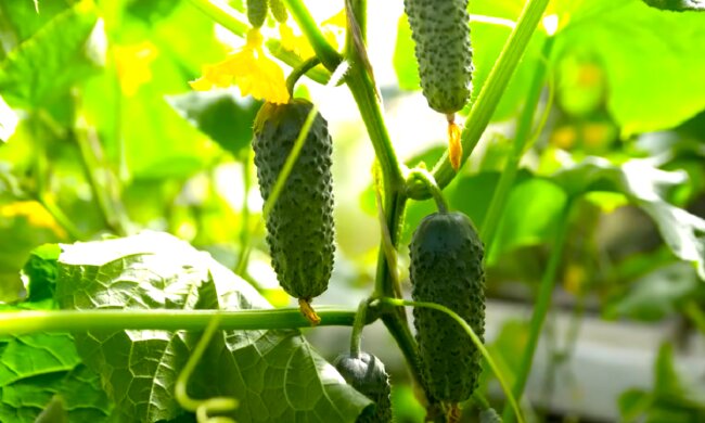 Огірки. Фото: YouTube