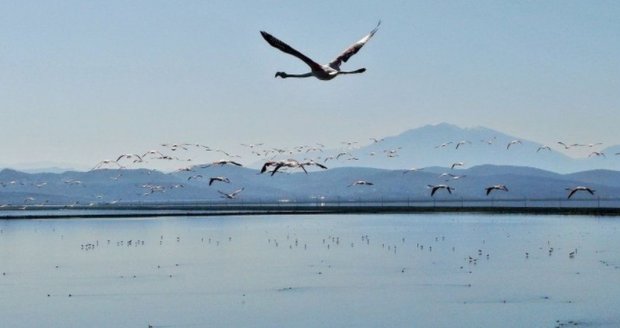 Дикие животные. Фото: скриншот BBC