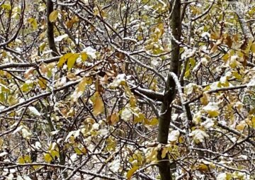 Кривой Рог. Снег. Фото: 0564