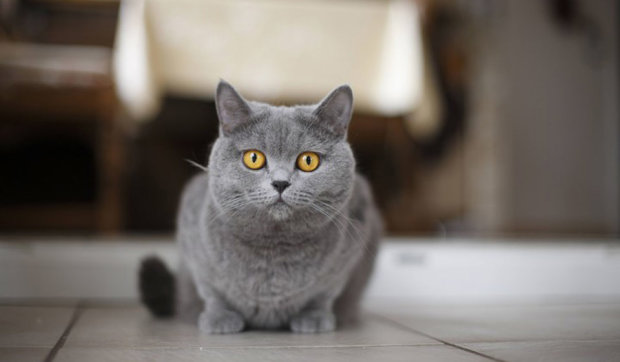 Эти семь фактов о кошках помогут вырастить хорошего домашнего питомца