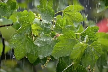 Дождь. Фото: YouTube, скрин