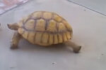 Черепаха. Фото: youtube.com