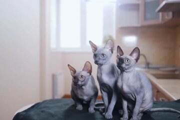 Коти. Фото: YouTube