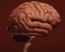 Мозг. Фото: скриншот youtube.com