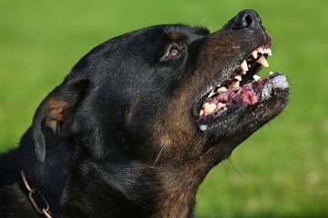 Растерзал прямо в парке: огромный ротвейлер напал на свою хозяйку, детали инцидента