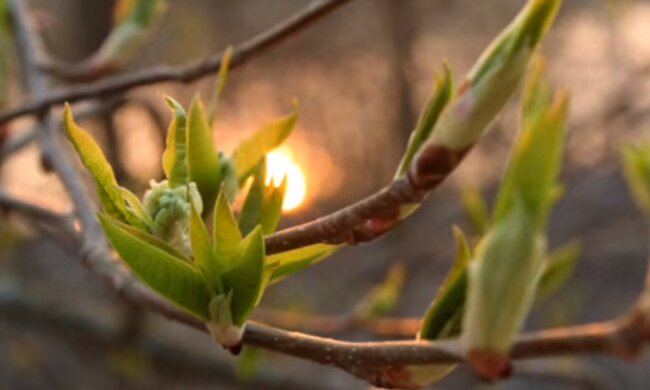 Різко потепліє до +17, але це ненадовго: Діденко попередила про зміну погоди з 26 березня