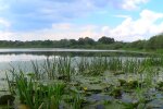 Природа. Фото: скриншот YouTube-видео