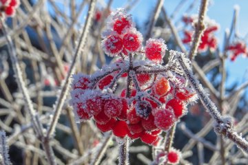 Украинцев предупредили о сильных заморозках 16 ноября. Фото: Скриншот YouTube