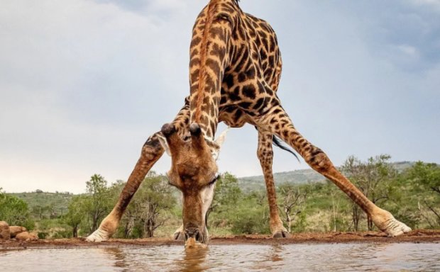 Фото жираф на водопое