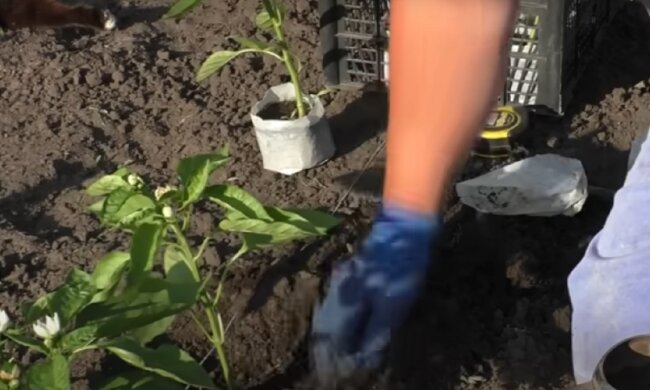 Посадка болгарського перцю на грядці, фото: youtube.com