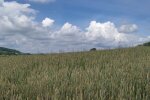 Пшеничное поле. Фото: Стена