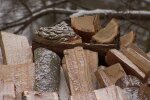 Дрова. Фото: скриншот YouTube-видео