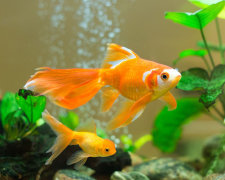 Биологи обнаружили необычную способность у аквариумных рыб: прямо как у людей
