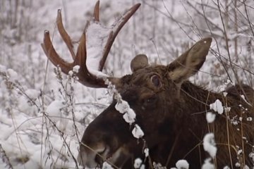 Лось на улицах Киева. Фото: скриншот видеозаписи