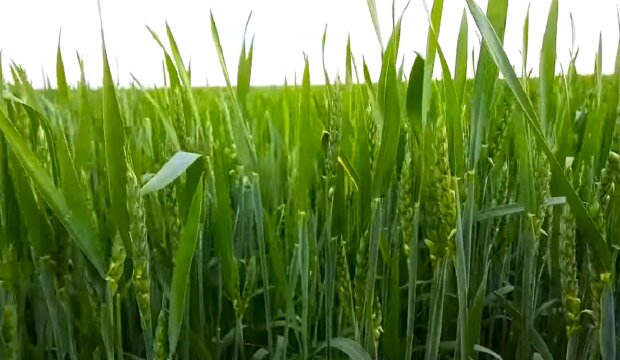 Пшеница. Фото: YouTube