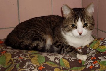 Паразит, которого человек получает от кошек, может вызывать шизофрению