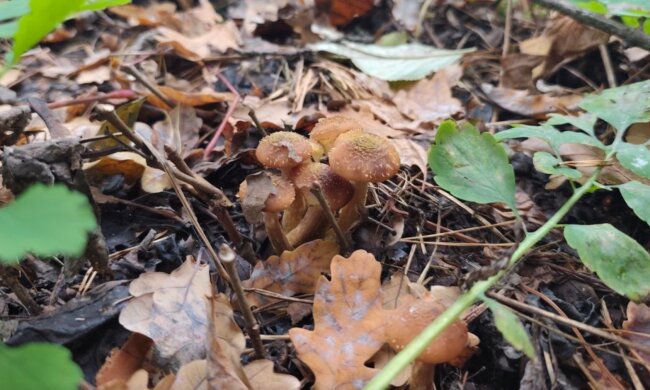 До +15, много дождей, магнитные бури: синоптик Наталья Диденко предупредила, какая погода ждет украинцев в выходные