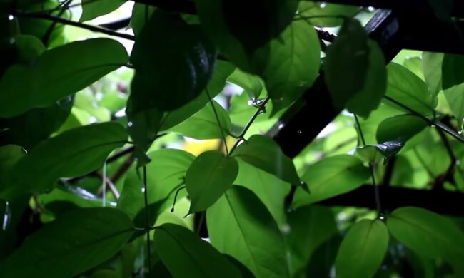 Дожди. Фото: скриншот YouTube-видео