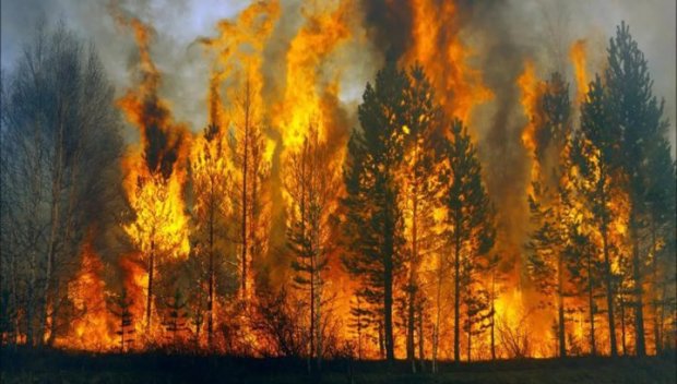 Россия в огне: в Красноярске пылает 270 тысяч гектар тайги – сайт