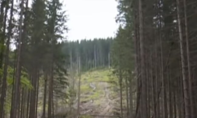 Карпаты стремительно "лысеют". Фото: скриншот YouTube